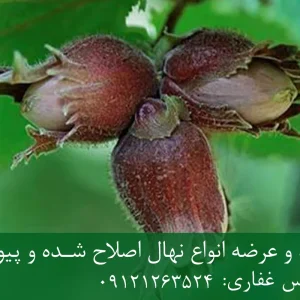 نهال فندق فریتل پایه رویشی + مناسب احداث باغ تجاری