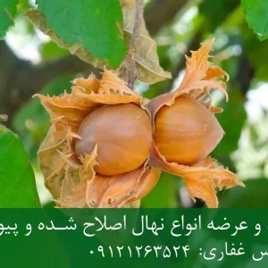 نهال فندق ماکادمیا پایه رویشی + مناسب احداث باغ تجاری