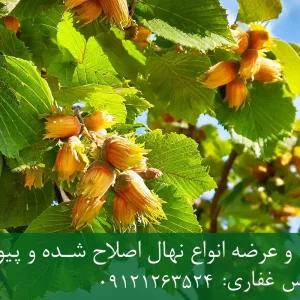 نهال فندق نخجوان پایه رویشی + مناسب احداث باغ تجاری