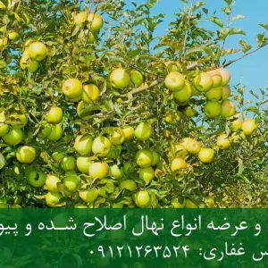 نهال پایه M9 سیب + تولید نهال سالم با پایه رویشی استاندارد