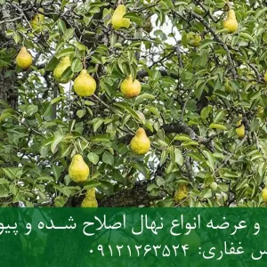 نهال پایه OHF گلابی + نهال شناسنامه‌دار و اصلاح شده