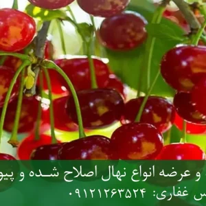 نهال پایه رویشی آلبالو + مناسب احداث باغ تجاری