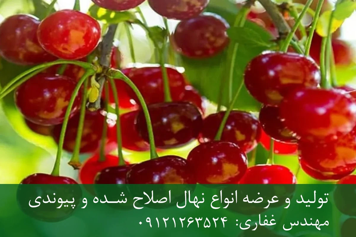 نهال پایه رویشی آلبالو + مناسب احداث باغ تجاری نهال پایه رویشی آلبالو + مناسب احداث باغ تجاری