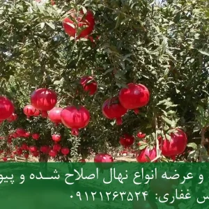 نهال پایه رویشی انار + نهال اصلاح‌شده و شناسنامه‌دار