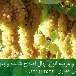 نهال پایه رویشی انگور + نهال اصلاح‌شده و شناسنامه‌دار