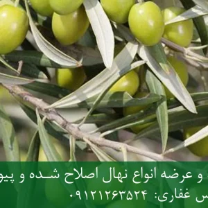 نهال پایه رویشی زیتون + نهال اصلاح‌شده و شناسنامه‌دار