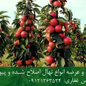 نهال پایه رویشی سیب + نهال اصلاح‌شده و شناسنامه‌دار