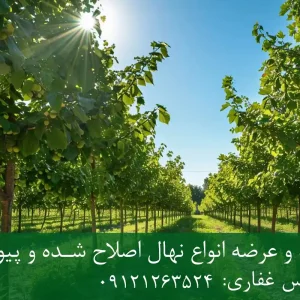 نهال پایه رویشی فندق + نهال اصلاح‌شده و شناسنامه‌دار