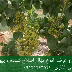 نهال پایه رویشی پسته + مناسب احداث باغ تجاری