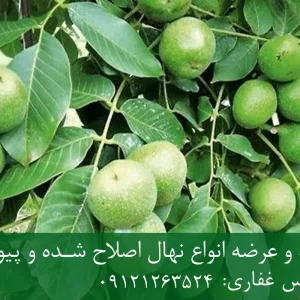 نهال پایه رویشی گردو + مناسب احداث باغ تجاری