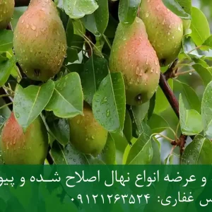 نهال پایه رویشی گلابی + نهال اصلاح‌شده و شناسنامه‌دار