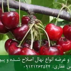 نهال پایه رویشی گیلاس + مناسب احداث باغ تجاری