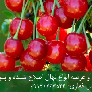 نهال پایه ماکسیما آلبالو + تولید نهال سالم با پایه رویشی استاندارد