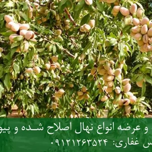 نهال پایه میروبالان بادام + تولید نهال سالم با پایه استاندارد