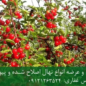 نهال پایه گزیلا ۶ آلبالو + تولید نهال سالم با پایه رویشی استاندارد