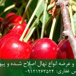 نهال پایه گزیلا ۶ گیلاس + نهال شناسنامه‌دار و اصلاح شده