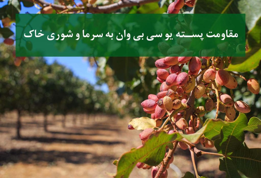 نهال پسته UCB1 در باغ پسته مناطق شور
