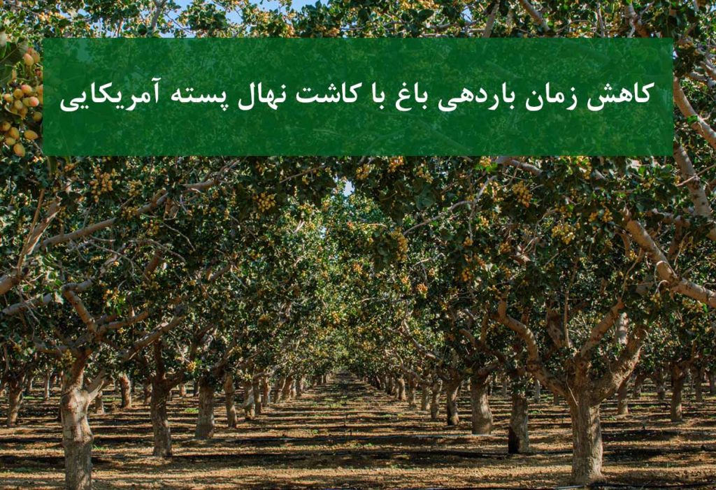 نهال پسته آمریکایی در باغ مدرن با رشد سریع