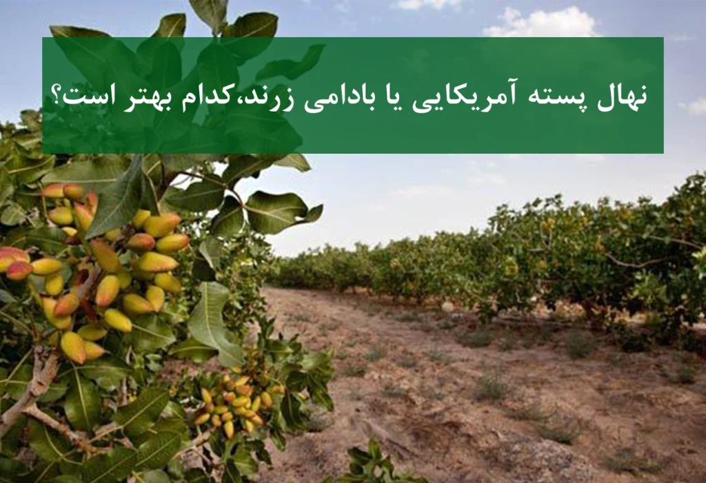 نهال پسته آمریکایی + مقایسه با بادامی زرند