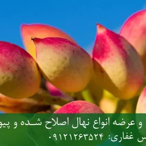 نهال پسته آمریکایی پایه رویشی + مناسب احداث باغ تجاری