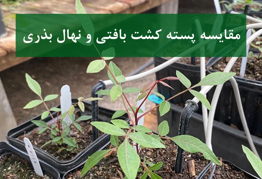 نهال پسته آمریکایی + کشت بافتی و بذری