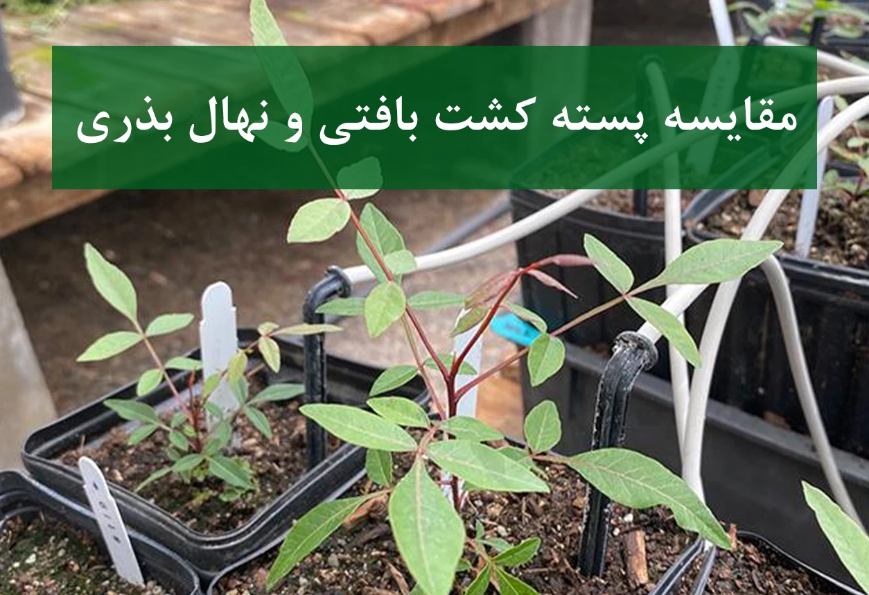 نهال پسته آمریکایی + کشت بافتی و بذری