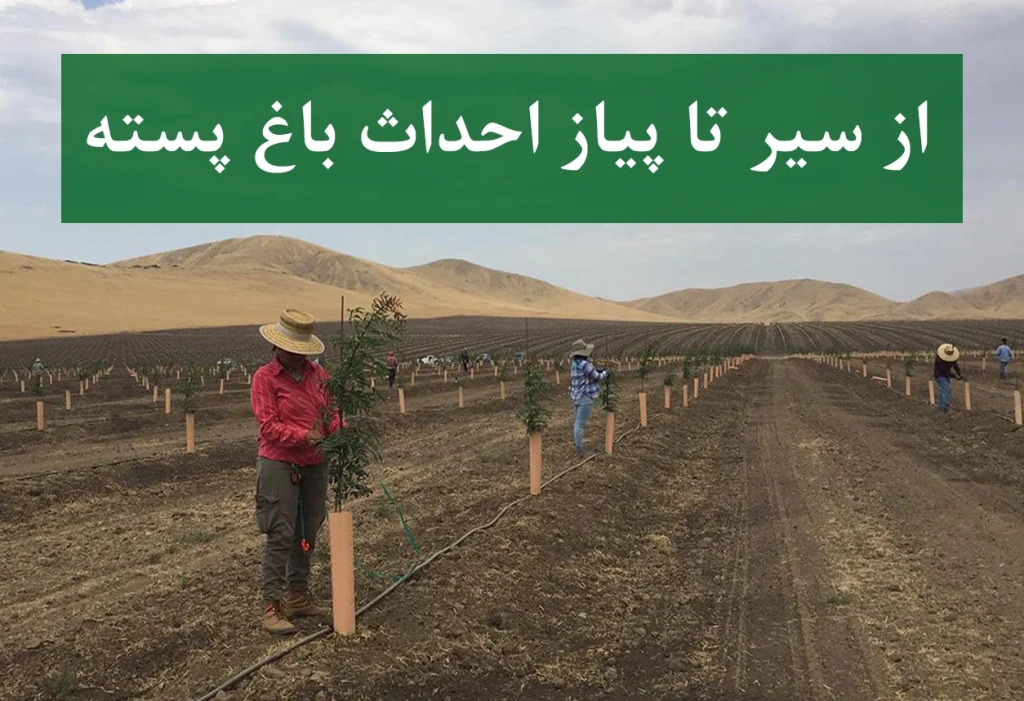 نهال پسته + احداث باغ پسته