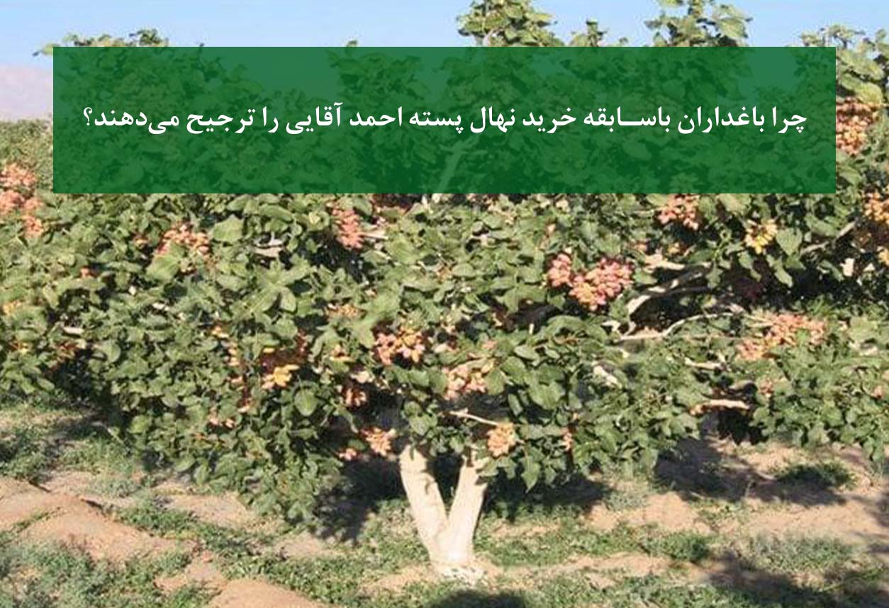 نهال پسته احمد آقایی در باغ تجاری پربازده