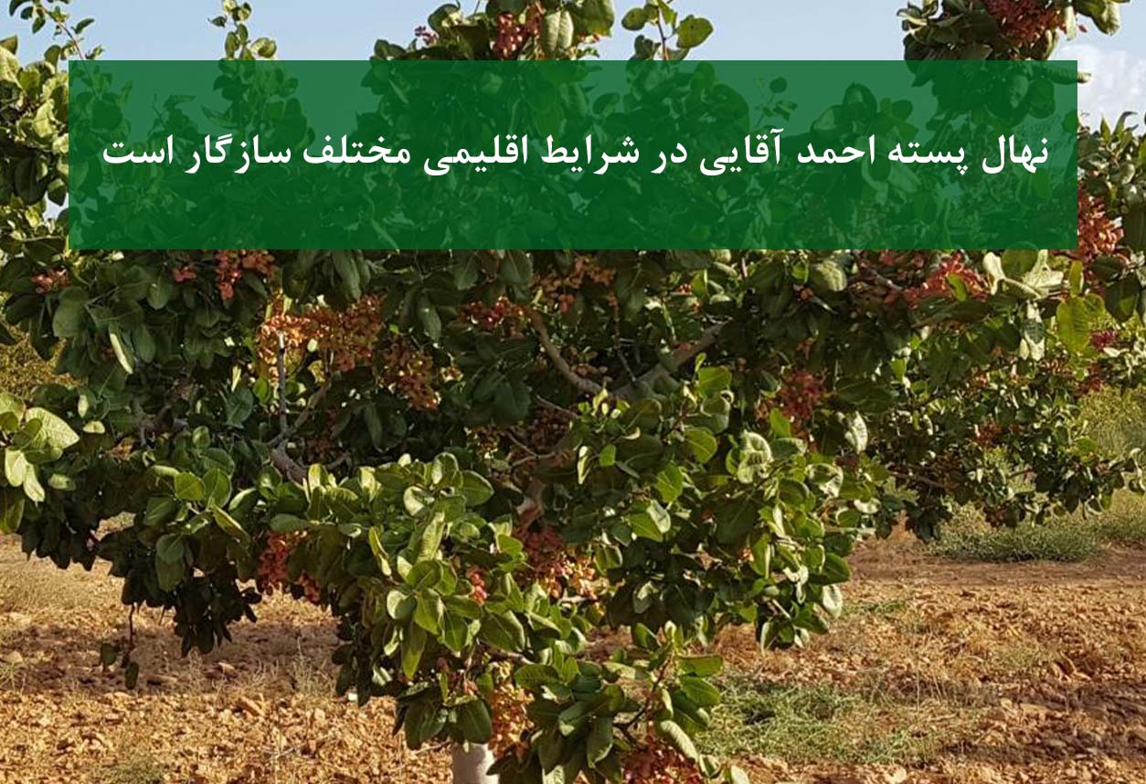 نهال پسته احمد آقایی در شرایط تنش آبی + رشد در مناطق خشک