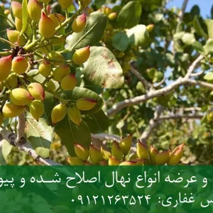 نهال پسته احمد آقایی پایه رویشی + مناسب احداث باغ تجاری