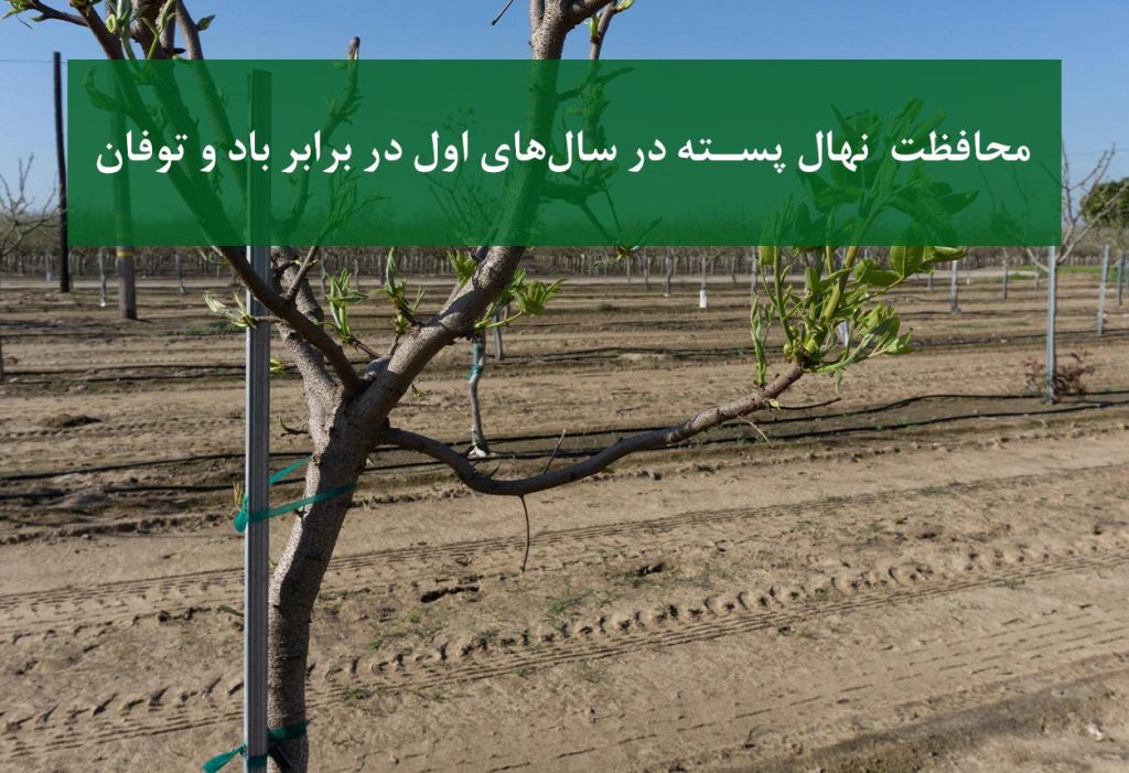 نهال پسته + محافظت در برابر باد