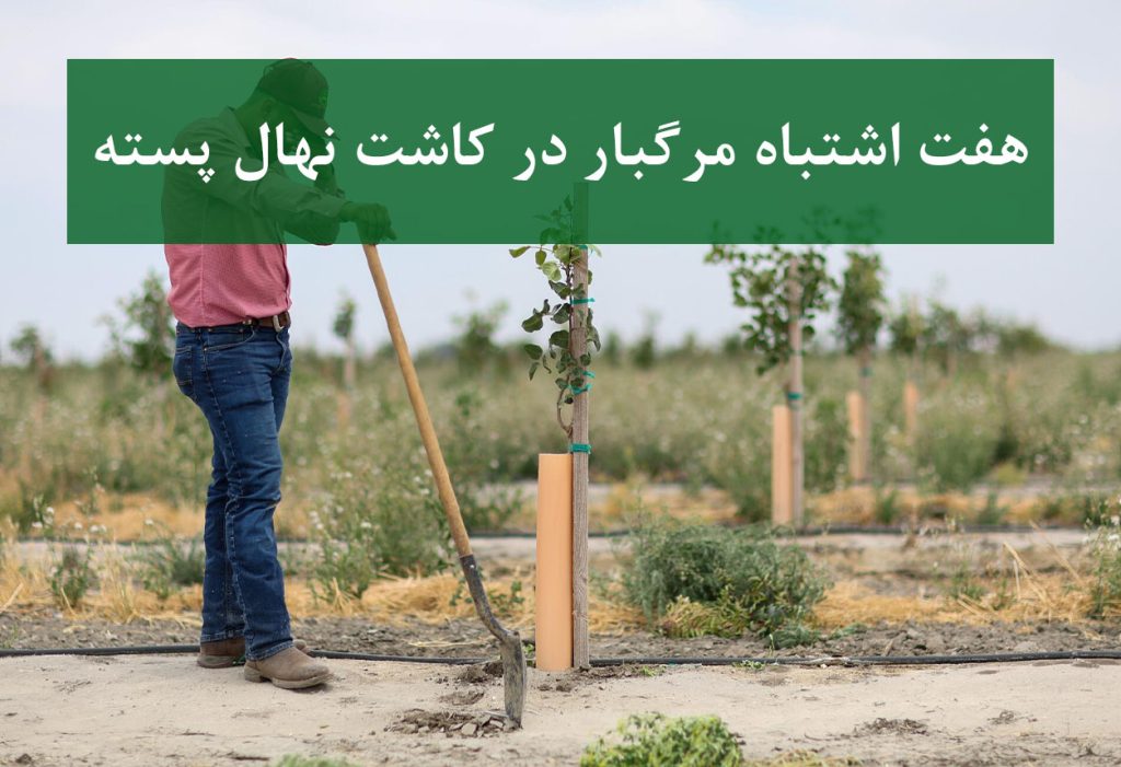 نهال پسته + اشتباهات رایج در کاشت