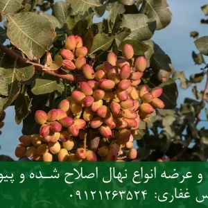 نهال پسته اکبری پایه رویشی + مناسب احداث باغ تجاری
