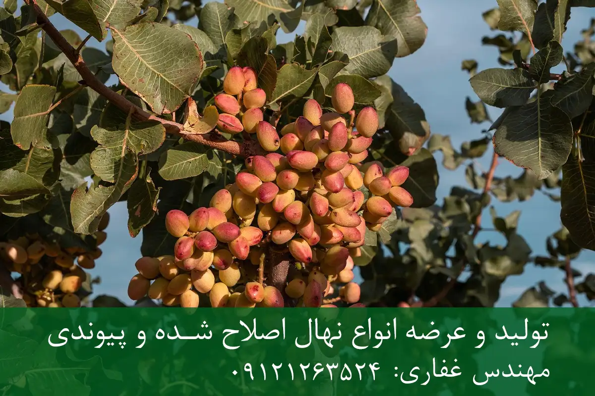 نهال پسته اکبری پایه رویشی + مناسب احداث باغ تجاری نهال پسته اکبری پایه رویشی + مناسب احداث باغ تجاری