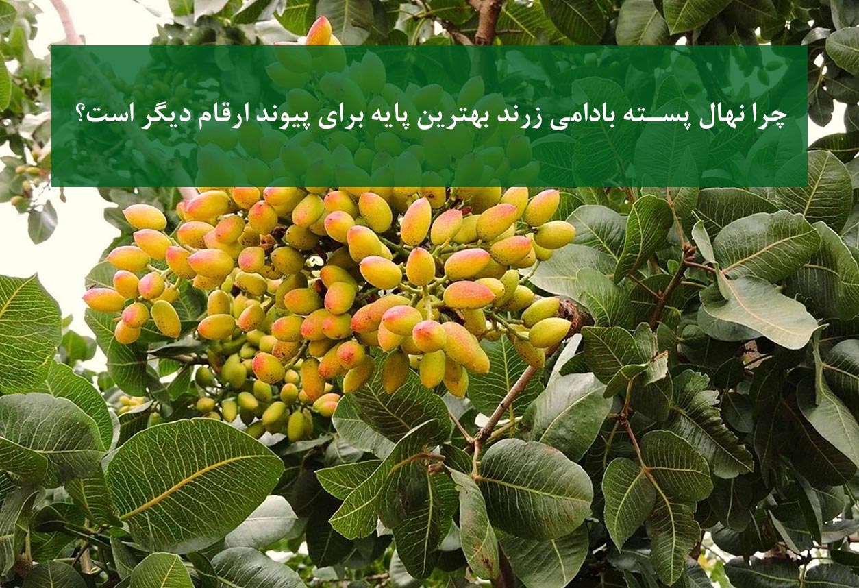 نهال پسته بادامی زرند + بهترین پایه برای پیوند ارقام پسته