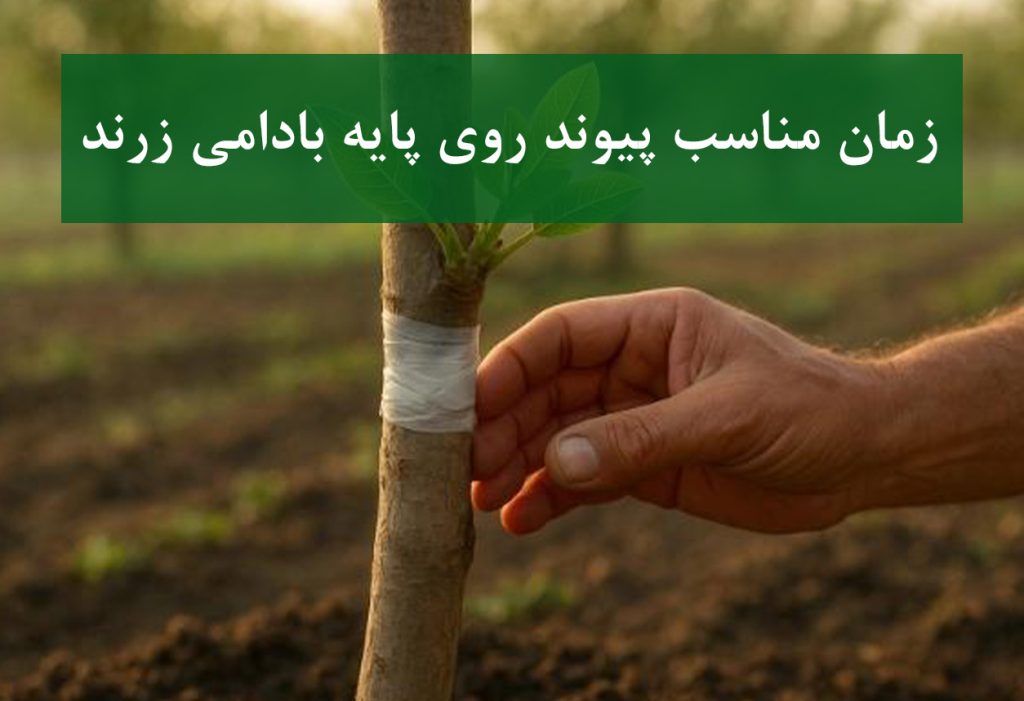 نهال پسته بادامی زرند + زمان مناسب پیوند در فصل بهار