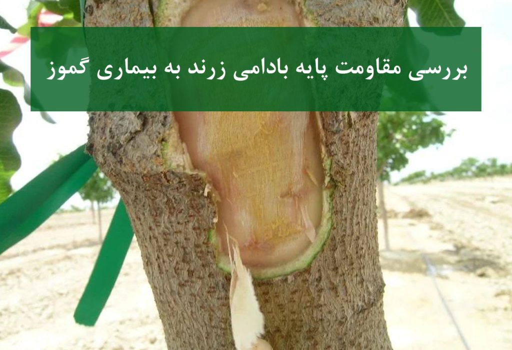 نهال پسته بادامی زرند + علائم بیماری گموز و پوسیدگی طوقه