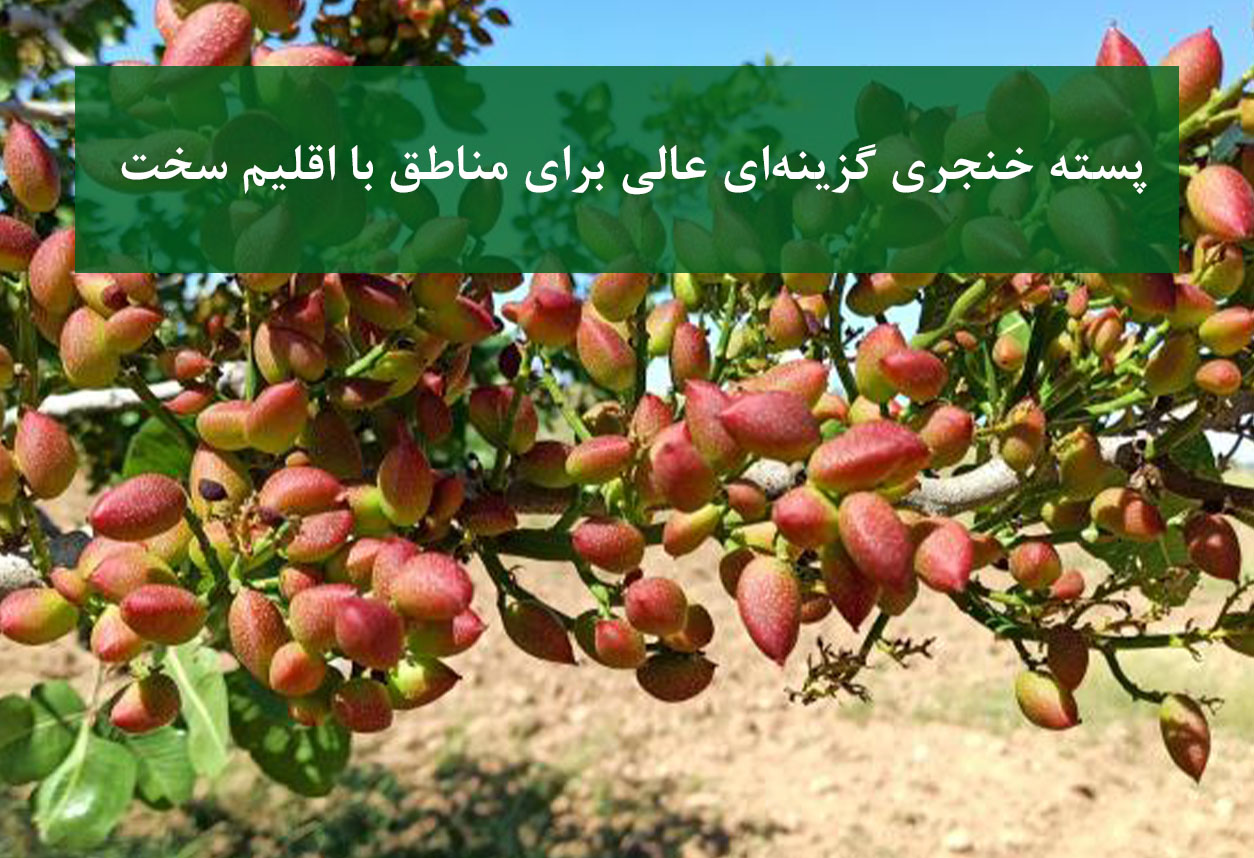 نهال پسته بادامی زرند + عملکرد در خاک‌های شور