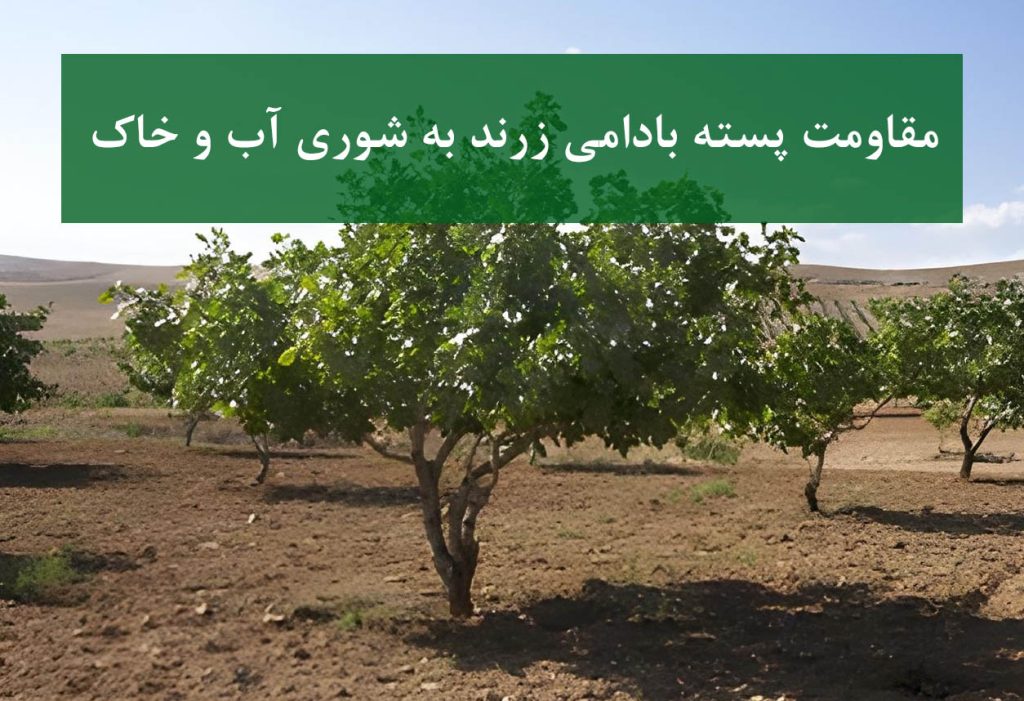 نهال پسته بادامی زرند + مقاومت در برابر شوری آب و خاک