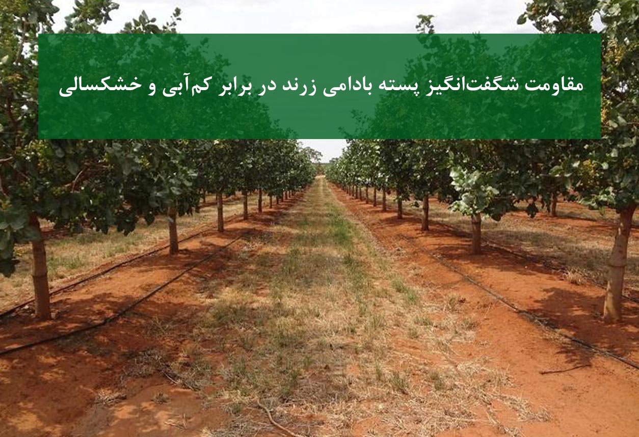 نهال پسته بادامی زرند + مقاومت در برابر کم‌آبی و خشکسالی