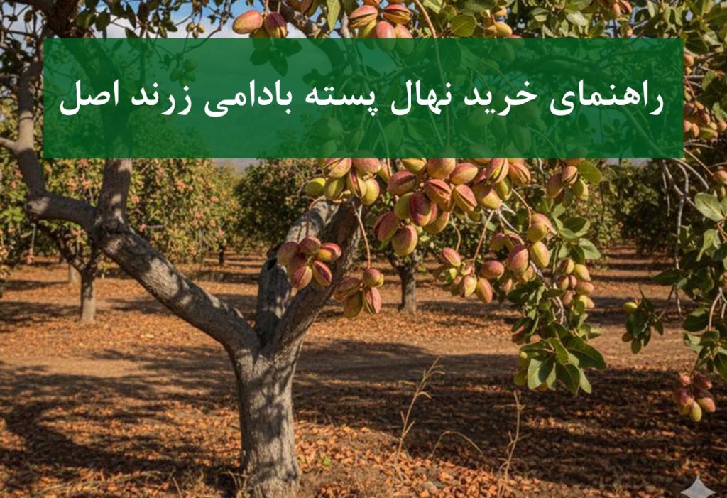 نهال پسته بادامی زرند + ویژگی‌های نهال سالم و استاندارد
