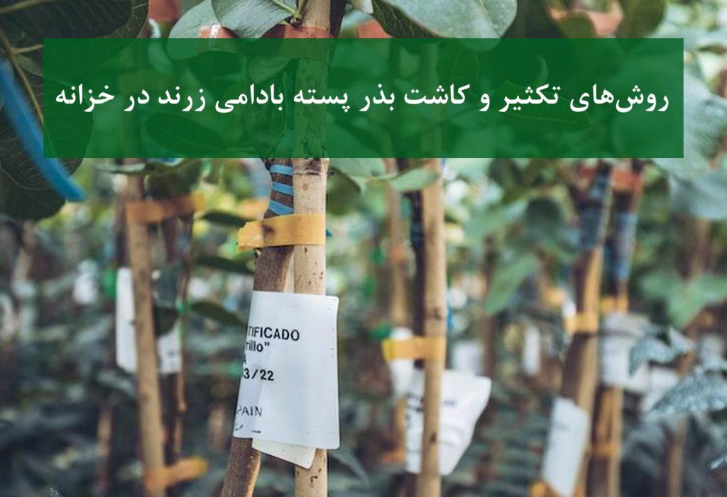 نهال پسته بادامی زرند + کاشت بذر در خزانه