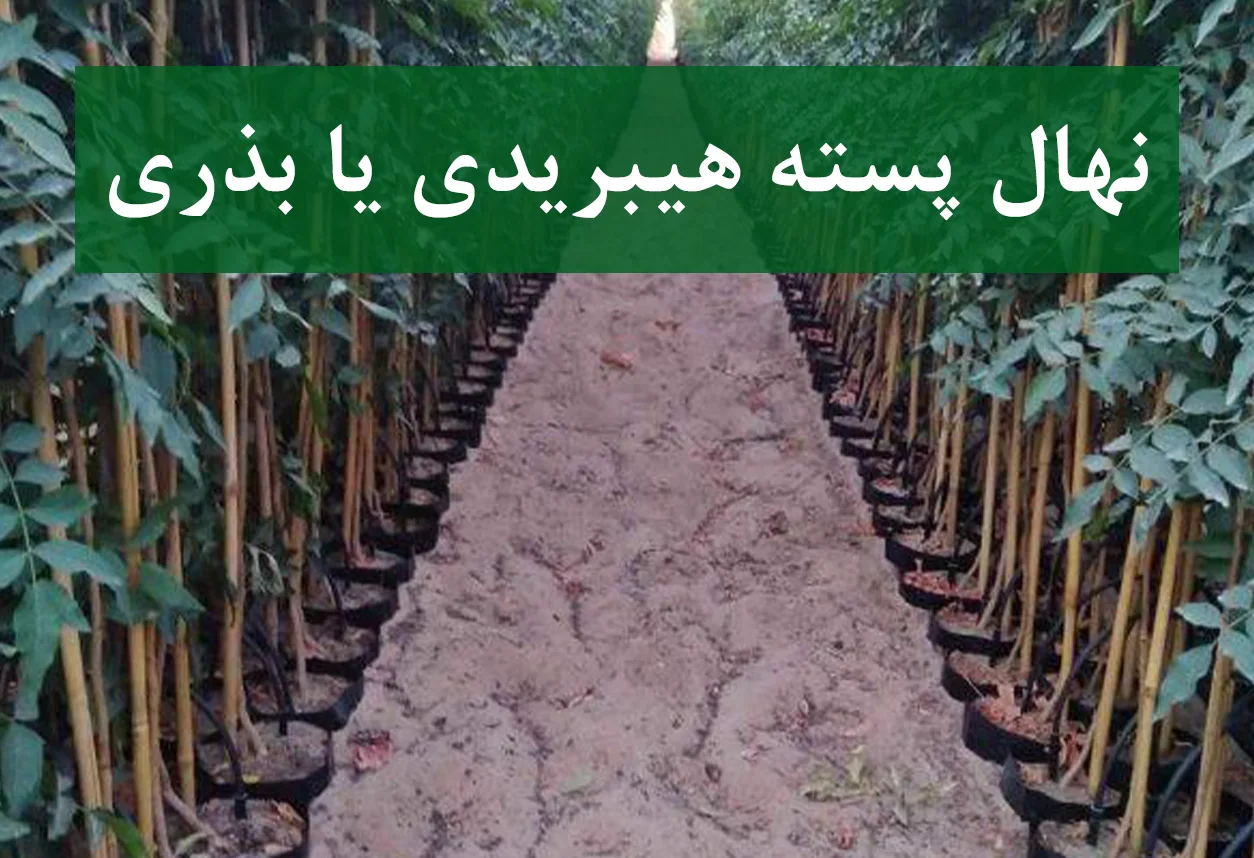 نهال پسته بذری + تفاوت با هیبریدی