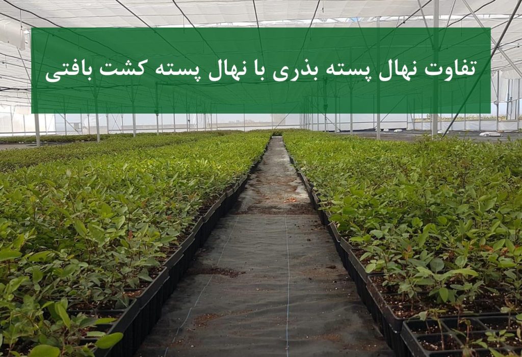 نهال پسته بذری + مقایسه با کشت بافتی