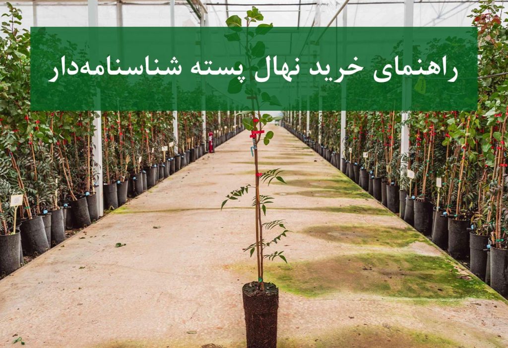 نهال پسته + خرید نهال شناسنامه‌دار