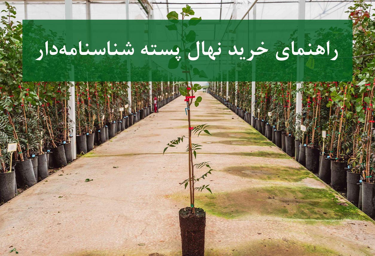 نهال پسته + خرید نهال شناسنامه‌دار