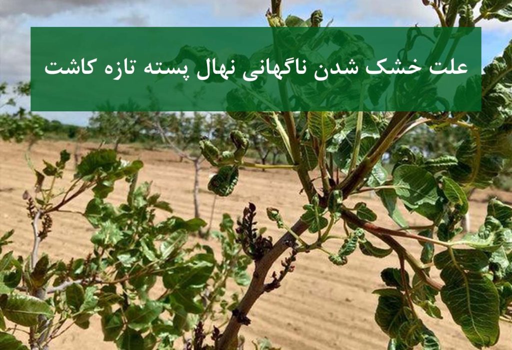 نهال پسته + خشک شدن نهال تازه کاشت