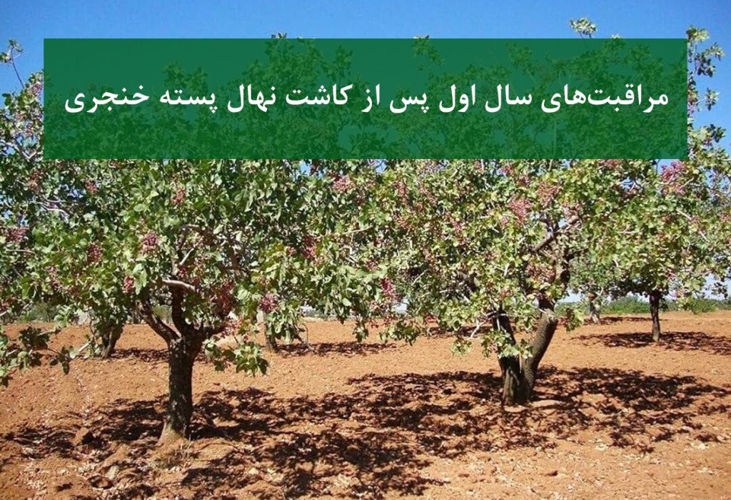 نهال پسته خنجری + آبیاری در سال اول پس از کاشت