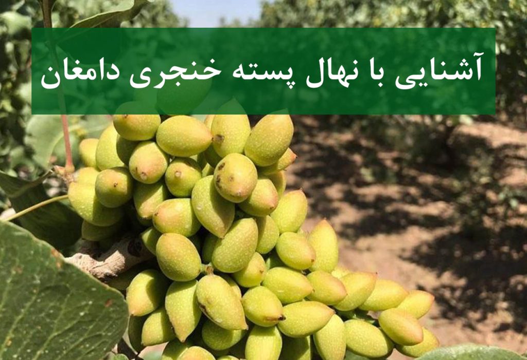 نهال پسته خنجری دامغان + نمای درخت بارده و اقتصادی در باغ