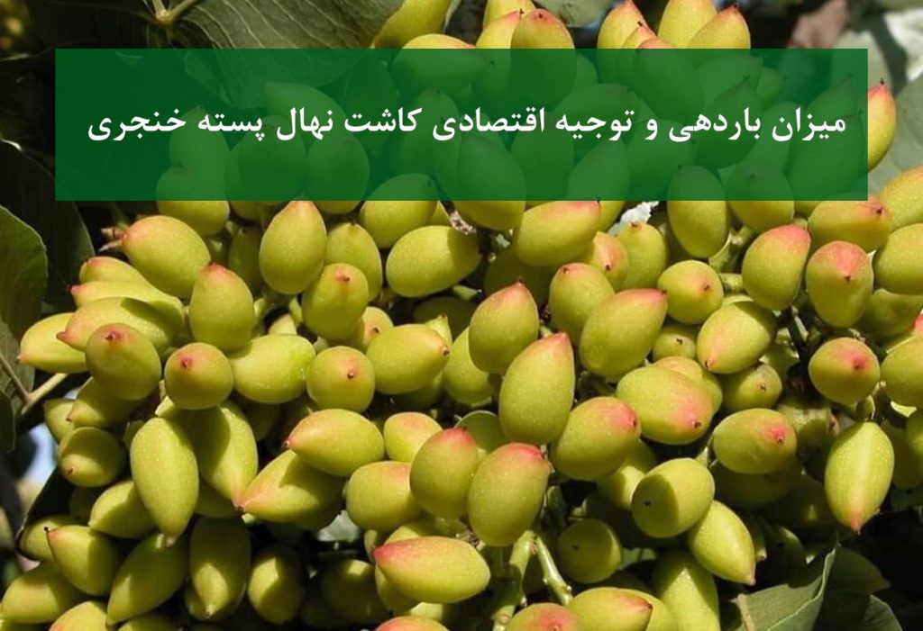 نهال پسته خنجری + میزان باردهی اقتصادی در باغ